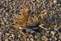 Acacia glaucoptera