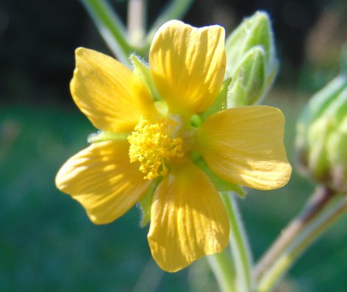 podslnečník Theofrastov (Abutilon theophrasti)