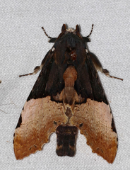 Nystalea severina