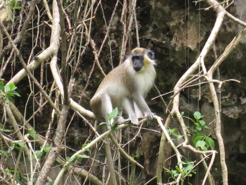 Chlorocebus sabaeus