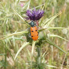 Trichodes octopunctatus