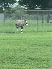 Oryx