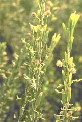 Acacia lineata