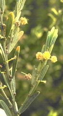 Acacia lineata