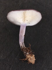 Calocybe