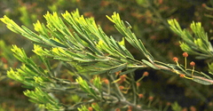 Acacia lineata
