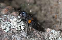 Platydracus fossator