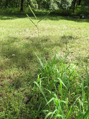 Paspalum pubiflorum glabrum