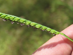 Paspalum pubiflorum glabrum