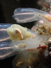 Eurylepta californica