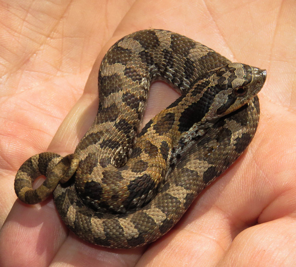 Eastern Hognose or spread adder known as the drama queen of the snake  world. When threatened will play dead, hiss, and/or flatten head like a  cobra Stock Photo