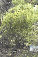 Acacia sporadica