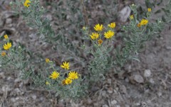 Heterotheca zionensis