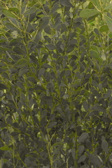 Acacia sporadica
