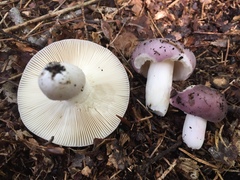 Russula ionochlora
