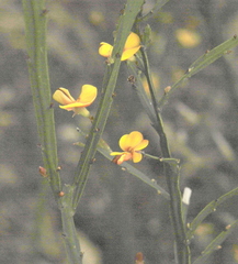 Bossiaea riparia