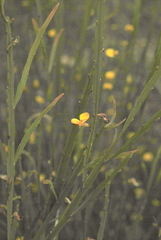 Bossiaea riparia