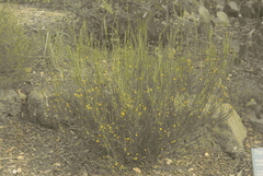 Bossiaea riparia