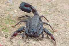 Centruroides gracilis