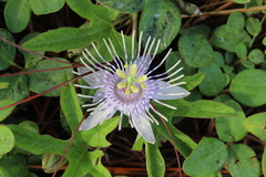 Passiflora karwinskii
