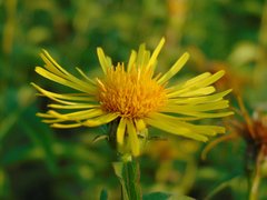 Pentanema salicinum