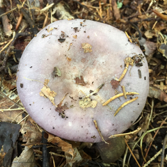 Russula ionochlora