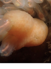 Cystodytes lobatus