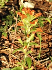 Castilleja arvensis
