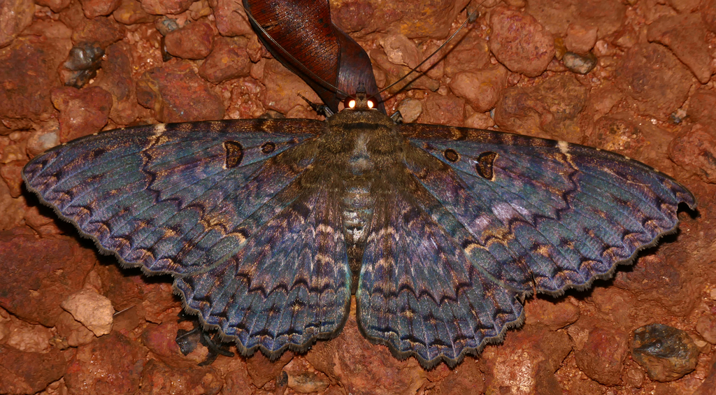 Letis scops