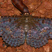 Feigeria scops - Photo (c) Bernard DUPONT, some rights reserved (CC BY-SA)