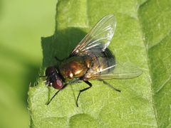 Pyrellia vivida