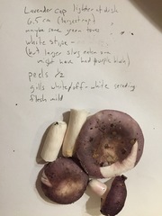 Russula ionochlora