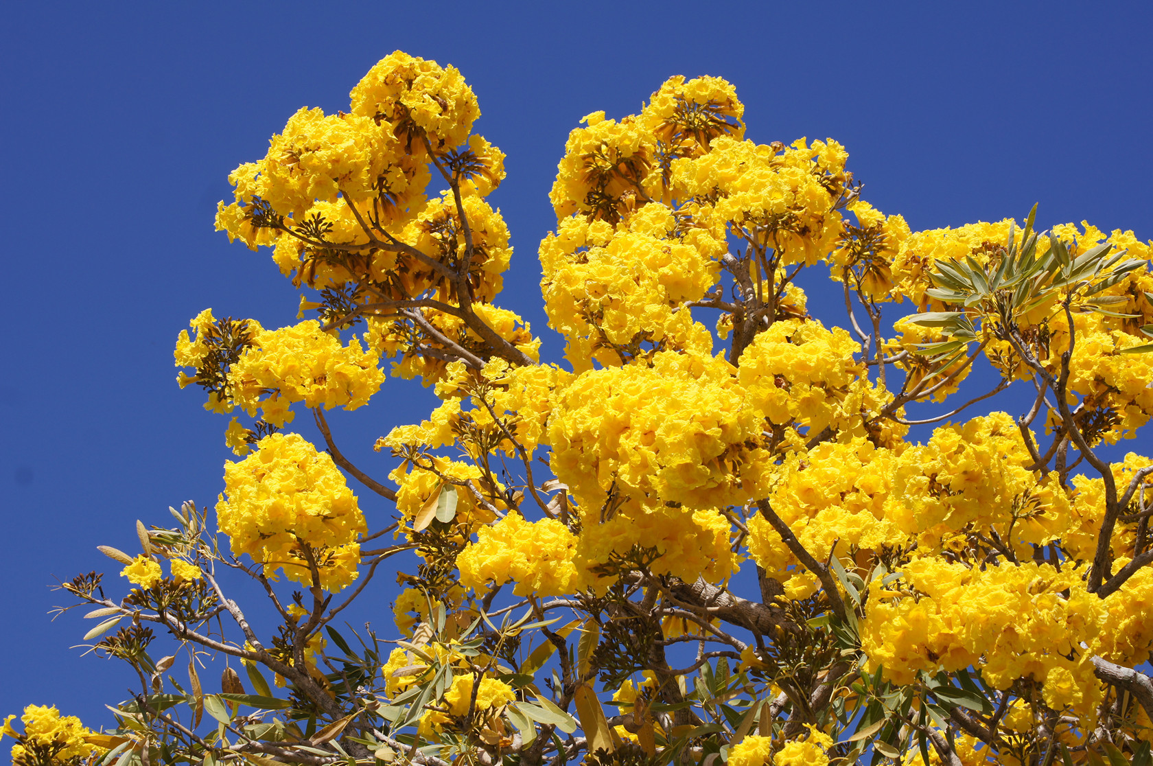 Tabebuia aurea
