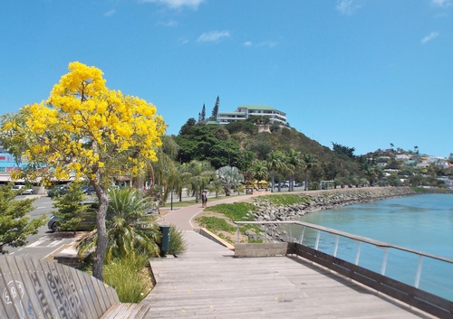 Tabebuia aurea