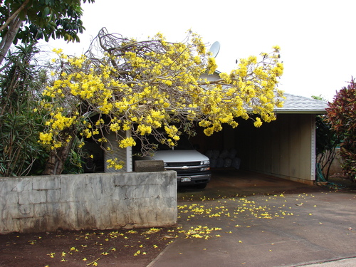 Tabebuia aurea