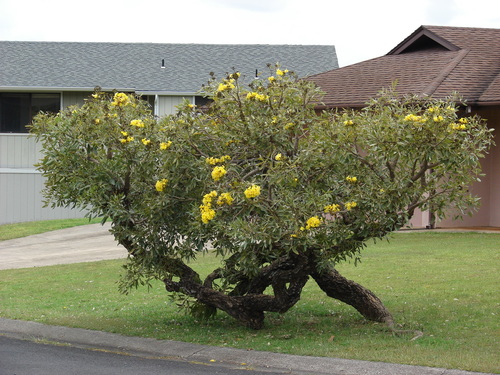Tabebuia aurea