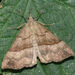 Hypena proboscidalis - Photo (c) bramblejungle, μερικά δικαιώματα διατηρούνται (CC BY-NC)
