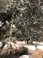 Quercus
