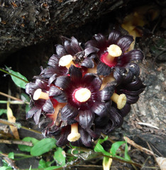 Bdallophytum americanum