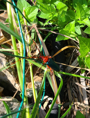 Stenaspis verticalis insignis