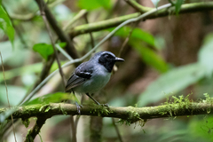 Myrmoborus myotherinus