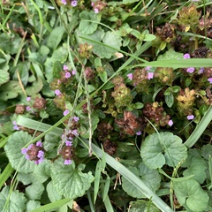 Prunella vulgaris vulgaris
