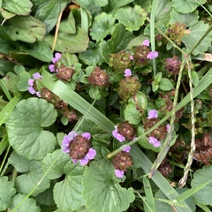 Prunella vulgaris vulgaris