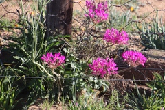 Pelargonium incrassatum