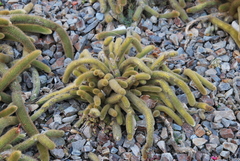 Cleistocactus winteri