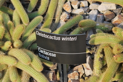 Cleistocactus winteri