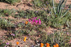 Pelargonium incrassatum