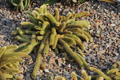 Cleistocactus winteri