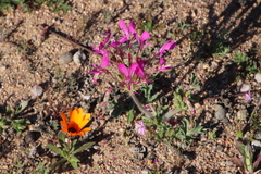 Pelargonium incrassatum
