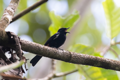 Tachyphonus surinamus